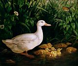 English School Prints - Duck and ducklings by English School