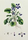 English School Prints - Violets by English School