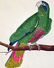 Francois Nicolas Martinet Parrot