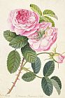 Georg Dionysius Ehret Common Provence Rose