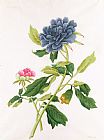 Georg Dionysius Ehret Peony