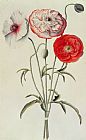 Georg Dionysius Ehret Poppies Corn
