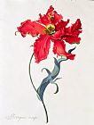 Georg Dionysius Ehret Tulip Perroquet Rouge