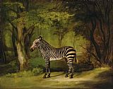 George Stubbs A Zebra painting