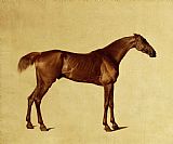 George Stubbs Rufus painting