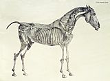 George Stubbs The Anatomy of the Horse
