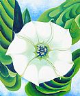 Georgia O'keeffe Jimson Weed