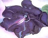 Georgia O'keeffe Petunia 1925