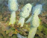 Mushroom Prints - The Green Man With Fly Agaric by Glyn Morgan