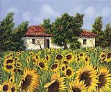 Collection 7 Tanti Girasoli Davanti