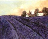 Collection 7 Tutta lavanda