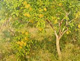 Henry Scott Tuke The Lemon Tree