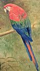 Henry Stacey Marks Red and Blue Macaw