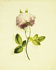James Holland A Pink Rose