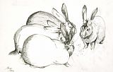 Jeanne Maze Rabbits
