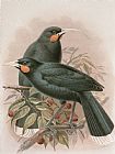 Pair Prints - Huia by Johan Gerard Keulemans