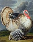 Johann Wenceslaus Peter Wenzal Portrait of a Turkey