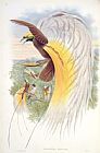 John Gould Bird Of Paradise