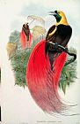John Gould Bird of Paradise