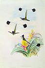 John Gould Hummingbird
