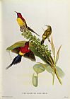 John Gould Nectarinia Gouldae