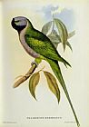 John Gould Parakeet