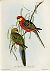 John Gould Platycercus Icterotis