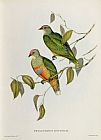John Gould Ptilinopus Ewingii