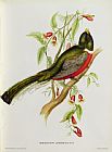 John Gould Trogon Ambiguus