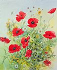 John Gubbins Poppies and Mayweed