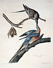 John James Audubon Passenger Pigeon