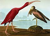 John James Audubon Scarlet Ibis