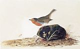 John James Audubon A Robin Perched on a Mossy Stone