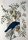 John James Audubon American Crow