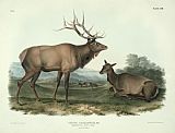 John James Audubon American Elk painting