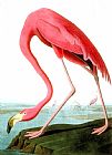John James Audubon American Flamingo