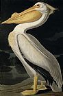 John James Audubon American White Pelican