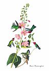 Anna Vaughan Hyatt Huntington Prints - Anna's Hummingbird by John James Audubon