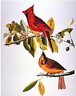 John James Audubon Audubon Cardinal