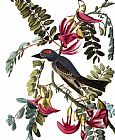 John James Audubon Audubon Kingbird 1827 38