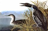 John James Audubon Audubon Loon 1827
