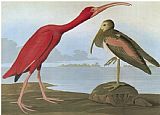 John James Audubon Audubon Scarlet Ibis