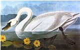 John James Audubon Audubon Swan 1827