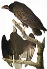 Vultures Prints - Audubon Turkey Vulture by John James Audubon
