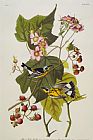 John James Audubon Black And Yellow Warbler