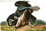 Vultures Prints - Black Vulture Or Carrion Crow by John James Audubon