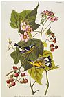 John James Audubon Black Yellow Magnolia Warbler Dendroica Magnolia Plate Cxxiii From The Birds of America