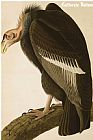 Vultures Prints - California Vulture by John James Audubon