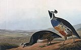 John James Audubon Californian Partridge