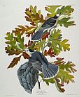 John James Audubon Canada Jay